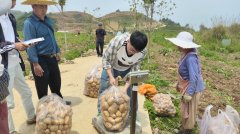 黄地盘种出“金疙瘩”：台江县棉花村马铃薯测